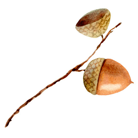 Herbst Aquarell, Blätter malen, Pilze mit Aquarellfarben malen, Wald Aquarell, Eicheln malen, Fliegenpilz malen, Natur mit Aquarellfarben, wie malt man mit Aquarellfarben, kostenloser Malkurs Aquarell, Illustration Berlin, Food Illustration Berlin