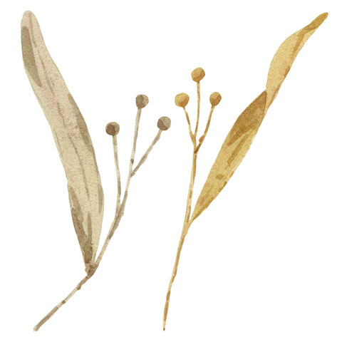 Herbst Aquarell, Blätter malen, Pilze mit Aquarellfarben malen, Wald Aquarell, Eicheln malen, Fliegenpilz malen, Natur mit Aquarellfarben, wie malt man mit Aquarellfarben, kostenloser Malkurs Aquarell, Illustration Berlin, Food Illustration Berlin