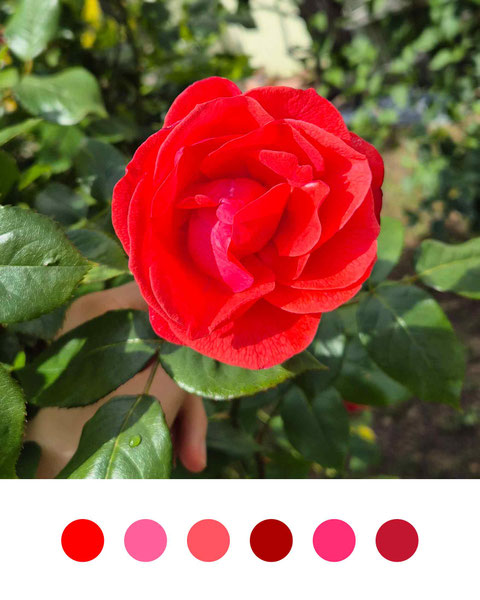 Rosen mit Aquarellfarben malen, wie malt man eine Rose, Tipps für Rosenaquarell, Blumenaquarell, botanische Illustration, Rose malen, Malkurs, online Malen lernen, wie mischt man Rosa
