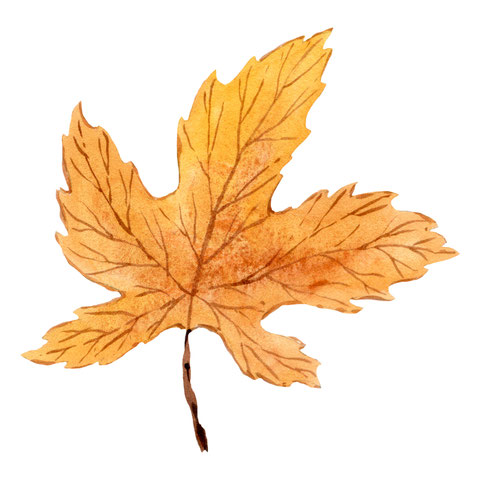 Herbst Aquarell, Blätter malen, Pilze mit Aquarellfarben malen, Wald Aquarell, Eicheln malen, Fliegenpilz malen, Natur mit Aquarellfarben, wie malt man mit Aquarellfarben, kostenloser Malkurs Aquarell, Illustration Berlin, Food Illustration Berlin