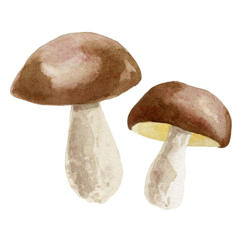 Herbst Aquarell, Blätter malen, Pilze mit Aquarellfarben malen, Wald Aquarell, Eicheln malen, Fliegenpilz malen, Natur mit Aquarellfarben, wie malt man mit Aquarellfarben, kostenloser Malkurs Aquarell, Illustration Berlin, Food Illustration Berlin