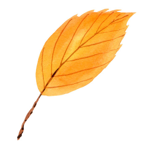 Herbst Aquarell, Blätter malen, Pilze mit Aquarellfarben malen, Wald Aquarell, Eicheln malen, Fliegenpilz malen, Natur mit Aquarellfarben, wie malt man mit Aquarellfarben, kostenloser Malkurs Aquarell, Illustration Berlin, Food Illustration Berlin