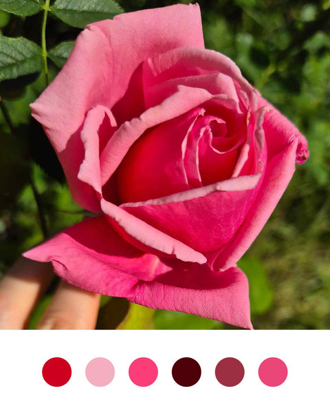 Rosen mit Aquarellfarben malen, wie malt man eine Rose, Tipps für Rosenaquarell, Blumenaquarell, botanische Illustration, Rose malen, Malkurs, online Malen lernen, wie mischt man Rosa