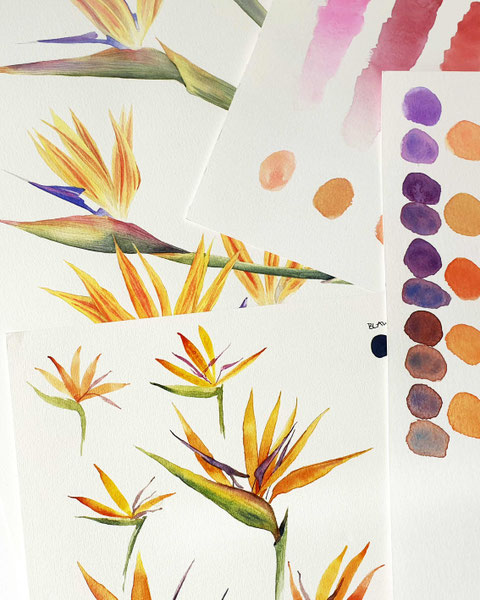 Stelitzien, Aquarell, botanical watercolor workshop, Malkurs, Malen lernen, botanisches Aquarell, Blumen malen, wie malt man Blumen, Farben mischen, Farbkreis, Farbtheorie, Blumenaquarell, tropische Blumen malen, Bird of paradise flower, online malkurs