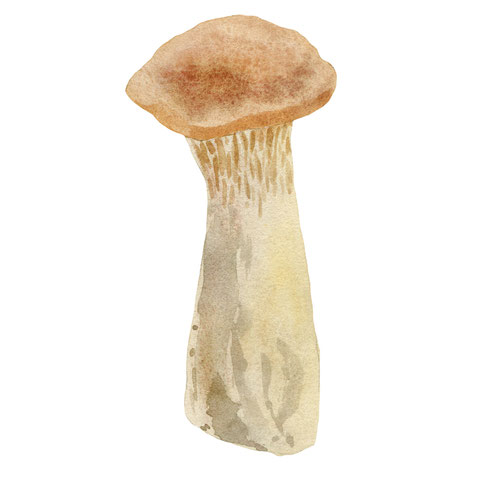 Herbst Aquarell, Blätter malen, Pilze mit Aquarellfarben malen, Wald Aquarell, Eicheln malen, Fliegenpilz malen, Natur mit Aquarellfarben, wie malt man mit Aquarellfarben, kostenloser Malkurs Aquarell, Illustration Berlin, Food Illustration Berlin