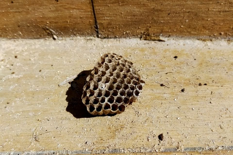 蜂の巣　スズメバチ　アシナガバチ