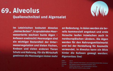 69. Alveolus  Quallenschnitzel und Algensalat