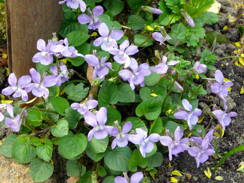 Veilchen als essbare Blüten - lecker!