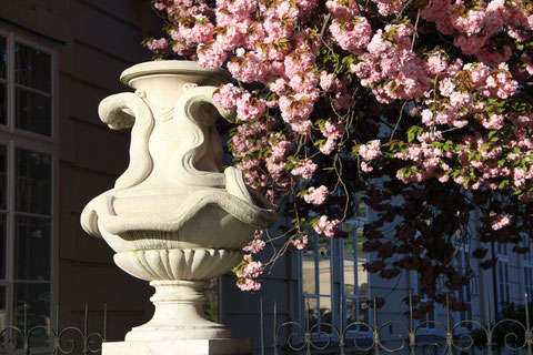 city walking tour Salzburg: Mirabell garden