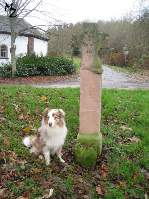 Ginger beim Hexenkreuz in Kasel