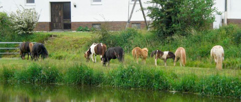 Unsere Miniponys auf der Weide