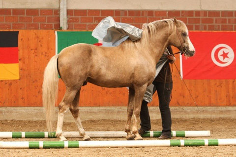 Guerrouane (Elite)