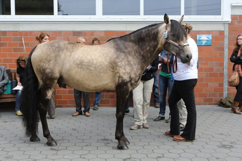 Saphir du pré Fleuri