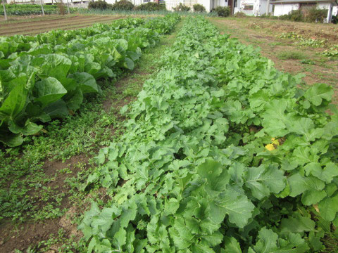 ↑丹精込めて育てられた新鮮な野菜や果物が産直はまなすに届けられます