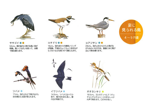 旭区の野鳥（夏に観られる野鳥）