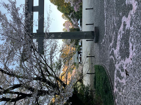 左側にある手水舎から、前日にの雨で散らされた桜が川の模様になっているのが風流