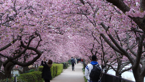 河津桜