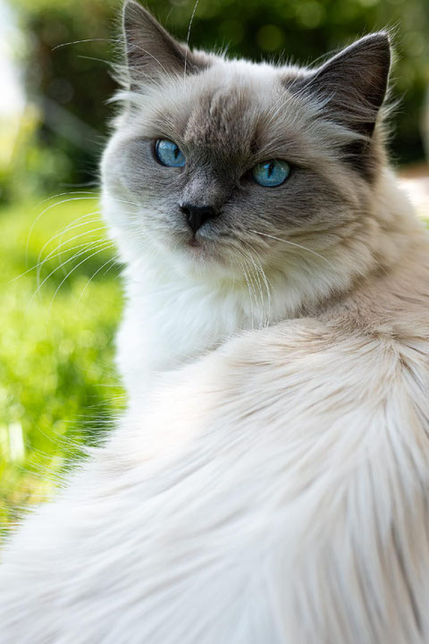 Kajika Rags' Xara * 11.9.2020, blue mitted lebt mit einer Ragdollfreundin bei der lieben Gabi in der Schweiz