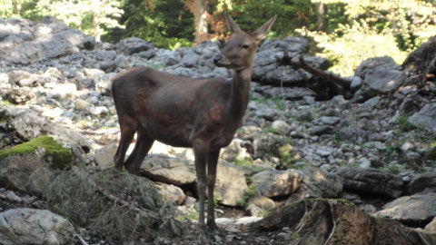 Hirschkalb