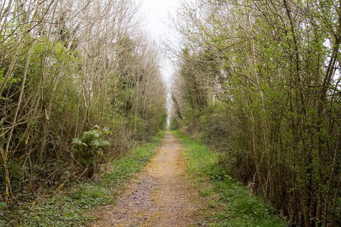 アイルランド 田舎道