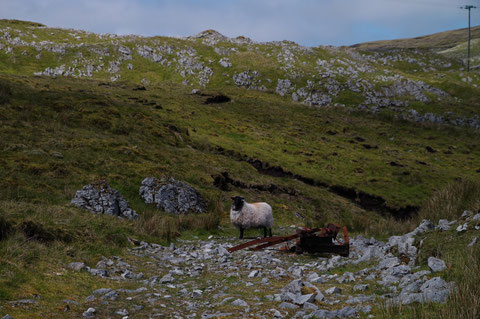 アイルランド 羊