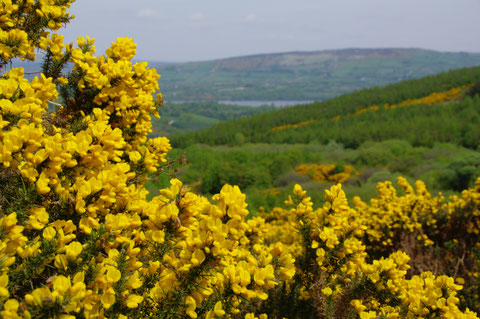 アイルランド ハリエニシダ