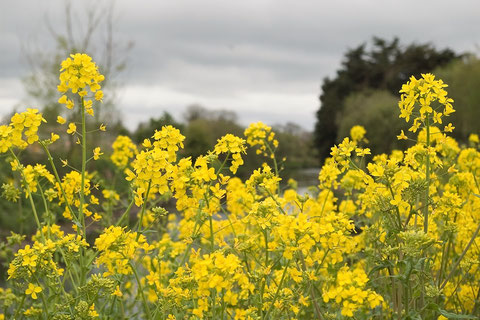 アイルランド 菜の花