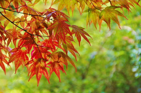 アイルランド 紅葉 秋