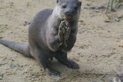 ダブリン動物園