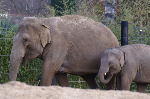 ダブリン動物園