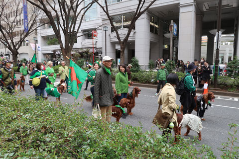 アイリッシュセッター