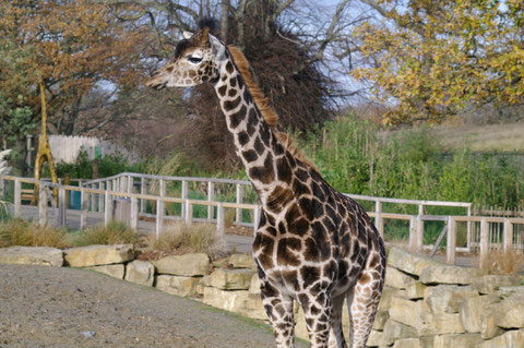 ダブリン動物園