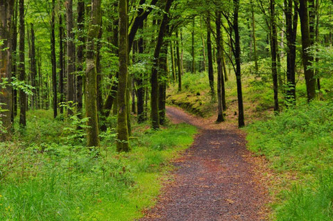 Mullaghmeen Forest Recreation Areaの中の道