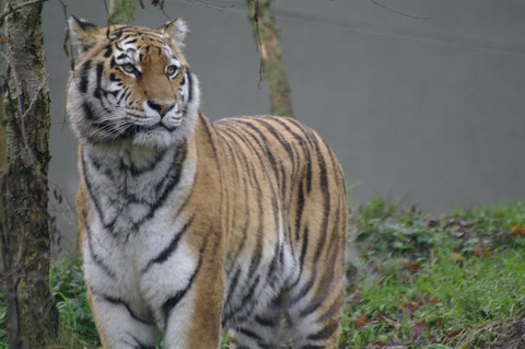 ダブリン動物園