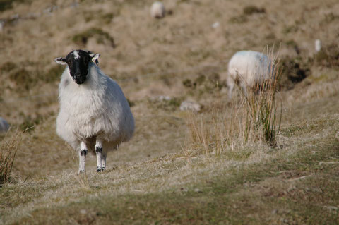 アイルランド 羊