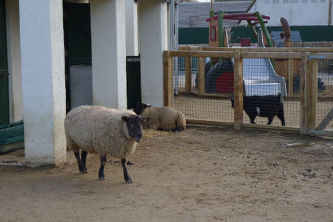 ダブリン動物園