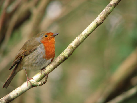 アイルランド ロビン