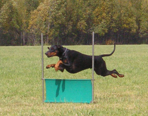 Bh Begleithund Schweiz Dobermann Verein Schweiz Dvs