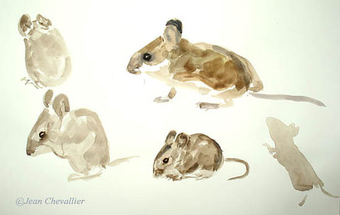 mulot sylvestre aquarelle Jean Chevallier