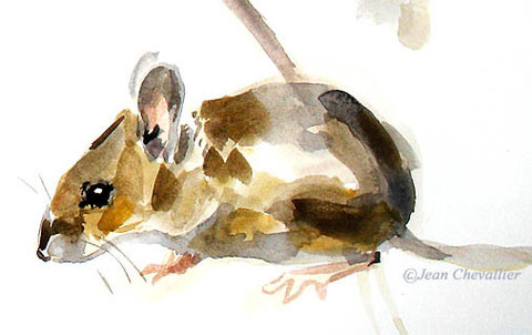 apodemus sylvaticus aquarelle JC détail