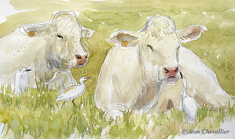 vaches et hérons gardeboeufs