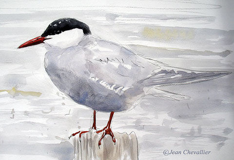 whiskered tern , Jean Chevallier