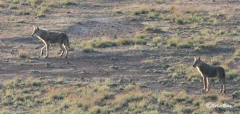 loups Photo Eric Bas