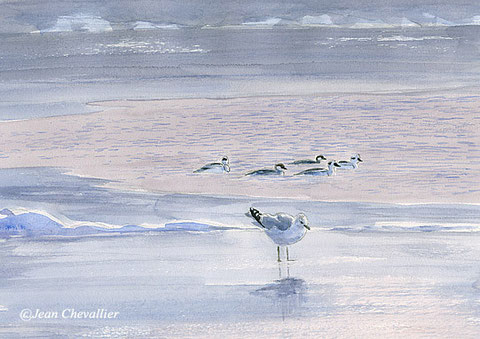 harles et goéland cendré (mergus albellus, larus canus) aquarelle Jean Chevallier