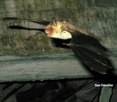 Myotis punicus ,Murin du Maghreb