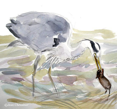 heron and vole Jean Chevallier