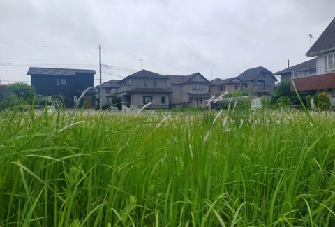 せっかくのお家が草や樹木が台無しにしていませんか？