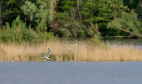 Sterne pierregarin -  Vaucluse (84) - 01/05/2012