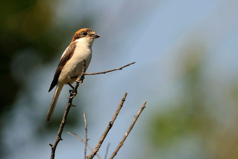 Pie-grièche à tête rousse ♀ - Bocage dans l'Herault (34) - 17/06/2012