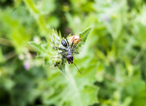 Palestinians are like ants, and I mean this in admiration, with their ability to navigate around barriers and impediments. Like this specimen in Leilah’s garden perched on top of a thorn they are also capable of a sharp bite.